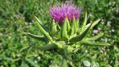 Ini Sederet Khasiat Milk Thistle bagi Tubuh Yang Asing Ditelinga