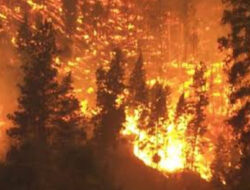 Netanyahu Tetapkan Keadaan Darurat Nasional Usai Kebakaran Hutan