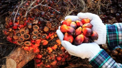 Indonesia Hadapi Dilema Ekspor Sawit US$19,5 Miliar atau Amankan Program Biodiesel B50