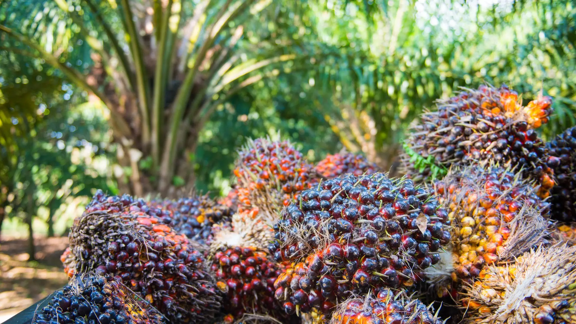 Harga Referensi CPO November Naik Tipis, Didorong Ekspektasi B50