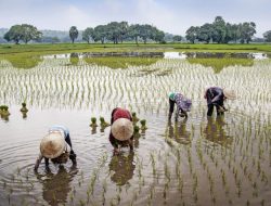 “Food Heroes Generation”: Sekolah Pangan Diluncurkan, Libatkan Gen Z Atasi Krisis Pangan Global