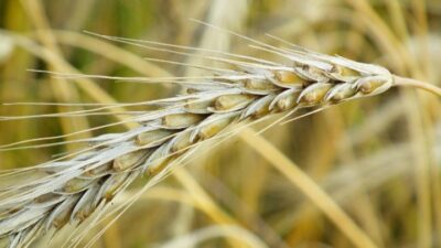 Harga Pembelian Gabah Petani Rp6.500/kg, Kebijakan Strategis Menteri Pertanian