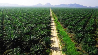Pemerintah Kembalikan Ratusan Ribu Hektare Lahan Sawit ke Negara, Satgas PKH Terus Bergerak